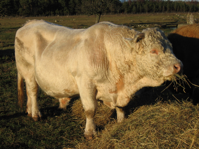 Bildkor 011.jpg