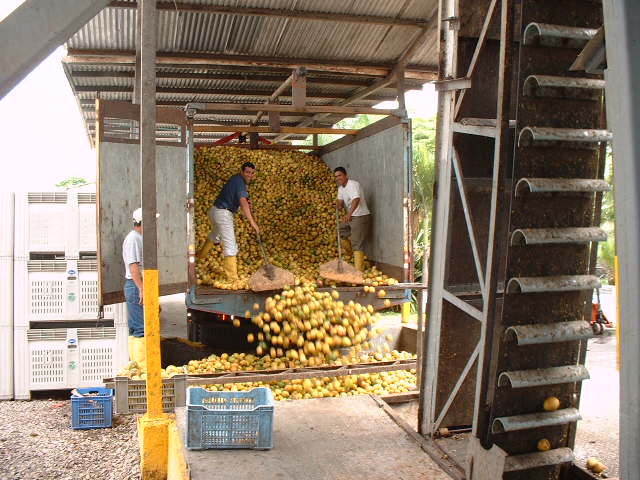 Mercan lossas - Guayaquil.JPG