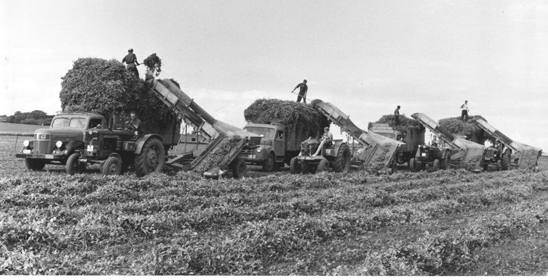 Ärtskörd - Findus Bild 2 - Lastning - LR.JPG