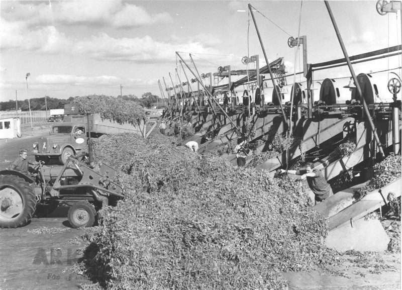 Ärtskörd - Findus Bild 3 - Tröskning - LR.JPG